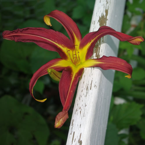 Hemerocallis Dark Star